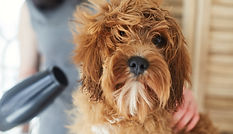 犬のドライヤー