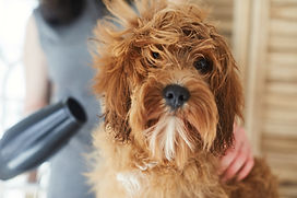犬のドライヤー