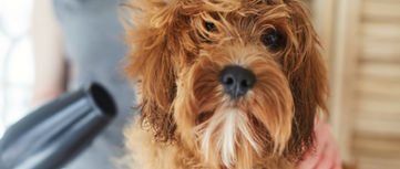 Собачий трубач