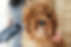 Dog Blower