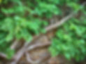 Tree growing against a wall