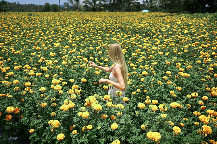 Woman in Flower Field