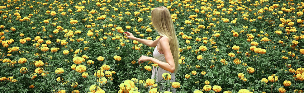 Fields of Marigolds