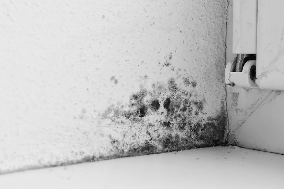 Close-up view of a white painted interior corner heavily covered with dark patches of black mould