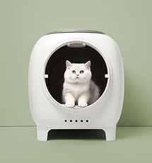 Cat In Modern Litterbox
