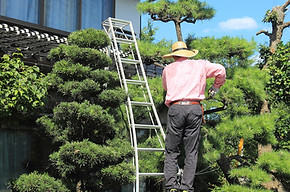 働く人_選定作業中の庭師