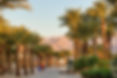 Desert Palm Trees