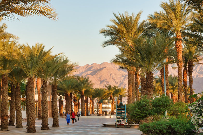 Desert Palm Trees