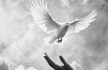 Hand Releases White Dove