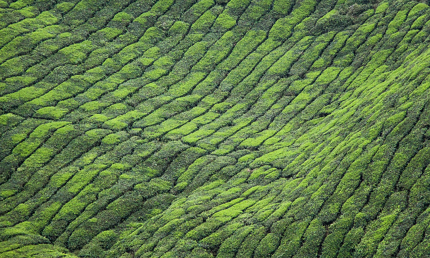 Green Valley