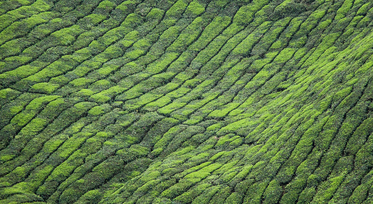 Green Valley