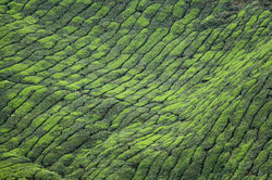 Green Valley