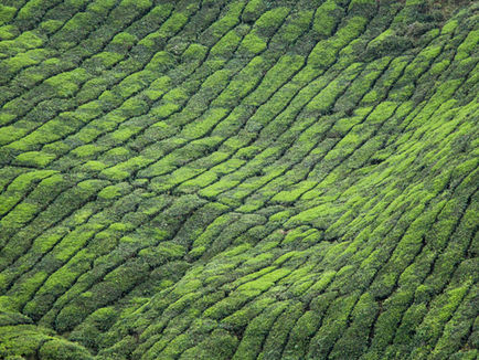 China Unveils a Strategic Drive to Boost Consumption of Domestic Agricultural Products