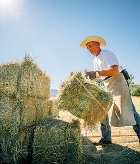 Bale of Hay