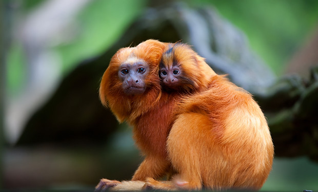 Hugging Monkeys