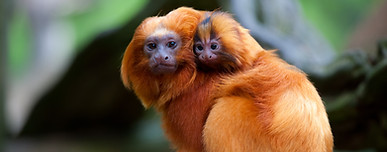 Hugging Monkeys