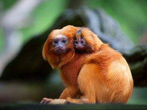 May '21 Newsletter - Saving Wild Species