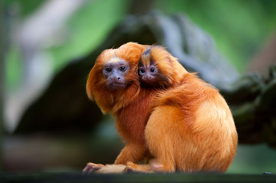 Hugging Monkeys