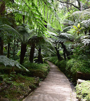 Pathway Through Forest