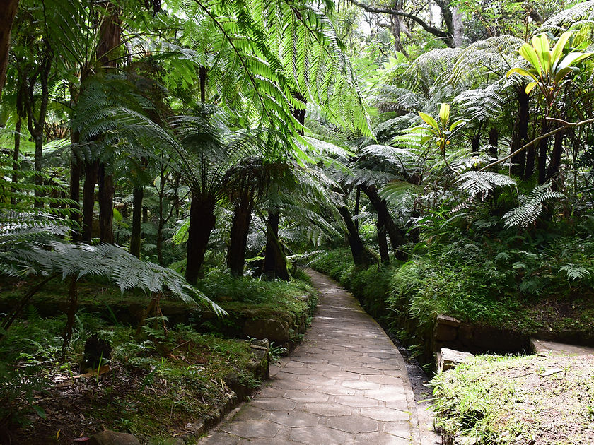 Caminho pela floresta