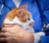Vet holding cat