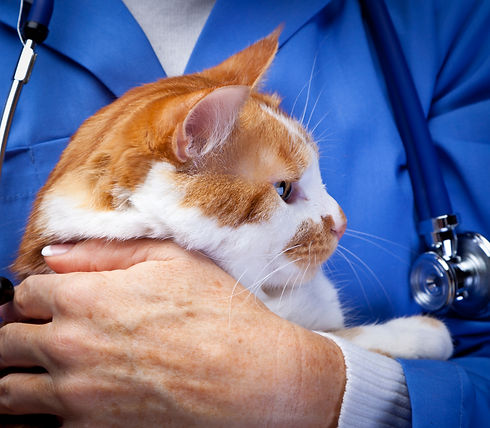 Vet holding cat