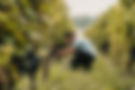 Picking Purple Grapes