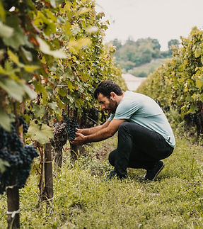 Cueillette de raisins