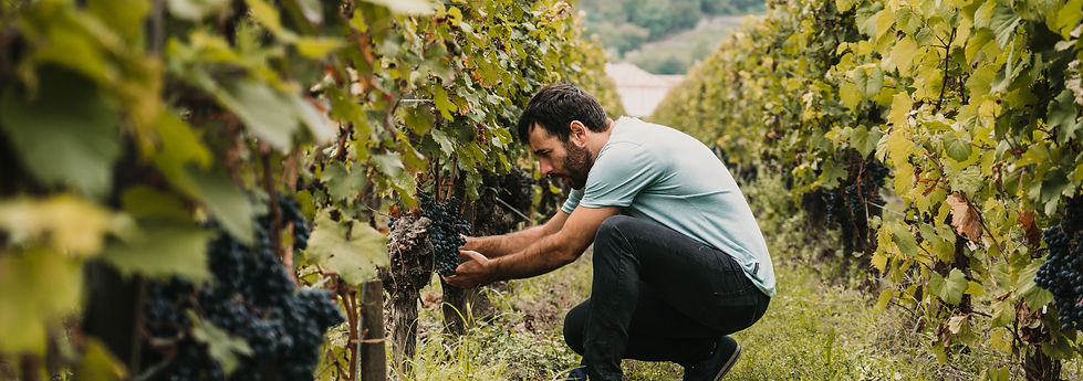 Picking Purple Grapes