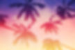 Tropical Palm Trees