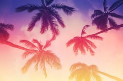 Tropical Palm Trees