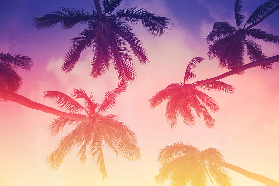Tropical Palm Trees