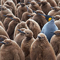 Penguins