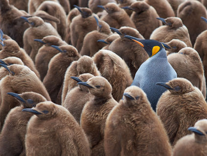 Hundreds of brown penguins surrounding one grey and yellow penguin