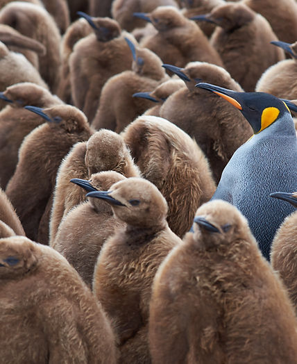 Penguins