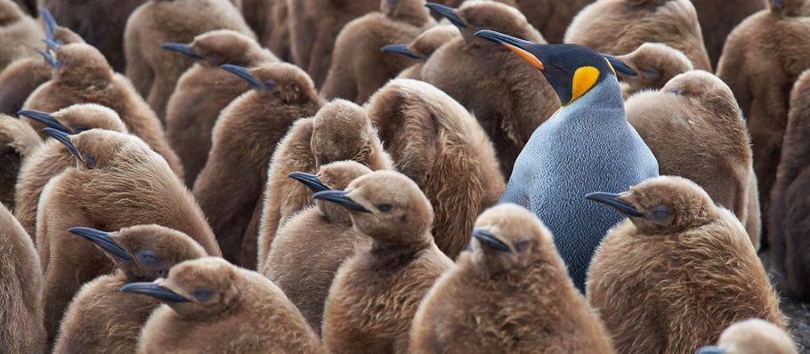 Celebrating The Rare Bird
