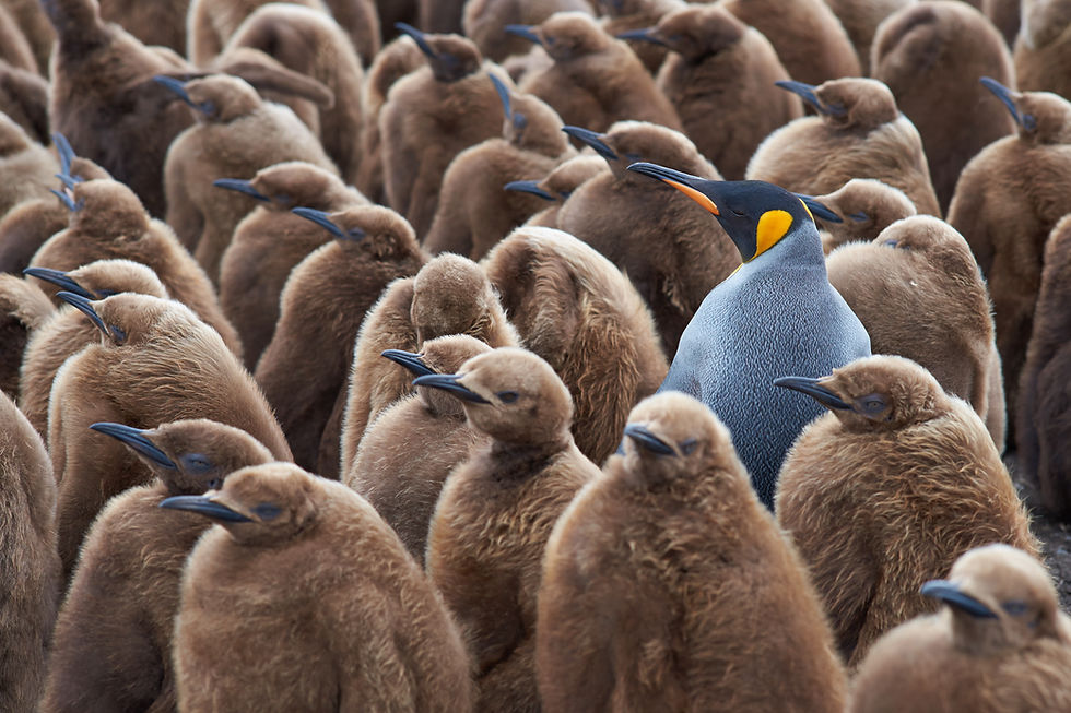 King Penguin With Chicks
