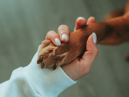 Why Is Grooming Essential for Your Pet's Health and Happiness