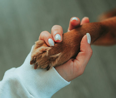 Human And Dog Paw