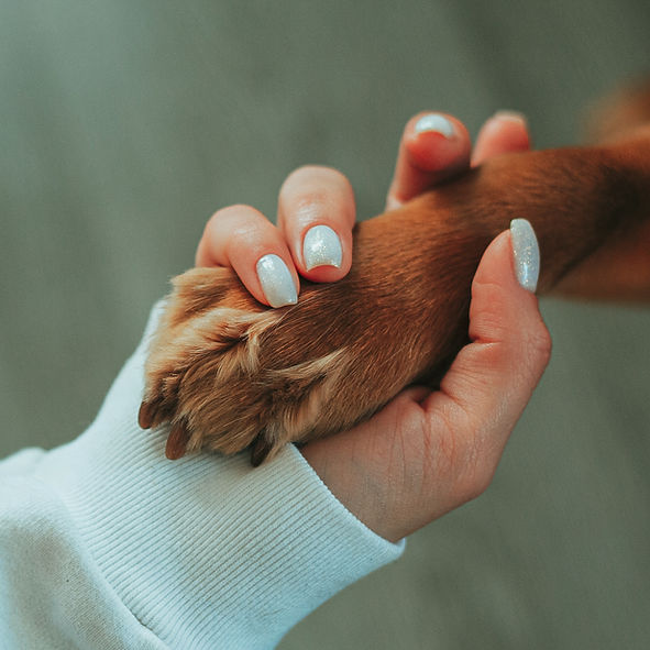 Human and dog paw