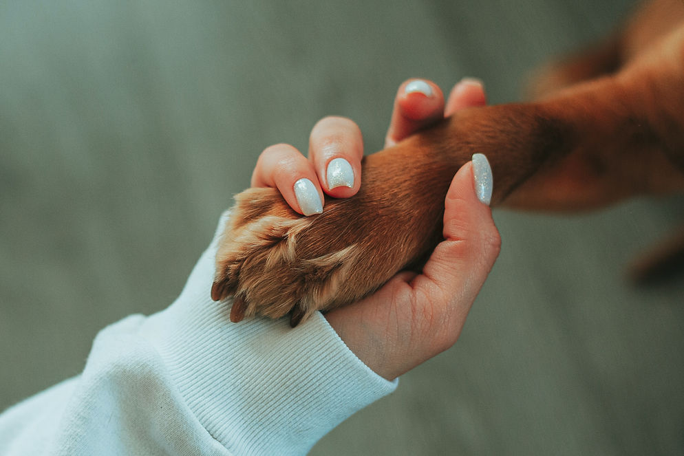 Mano humana entrelazada con la patita de una mascota, símbolo del vínculo y confianza que inspira PetfluenceHouse
