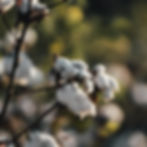 Cotton Plant Close-Up