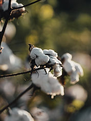 Cotton Branch