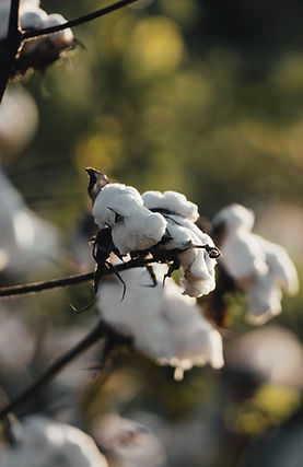 Nahaufnahme einer Baumwollpflanze
