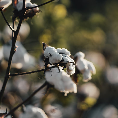 Branche de coton