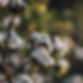 Cotton Branch