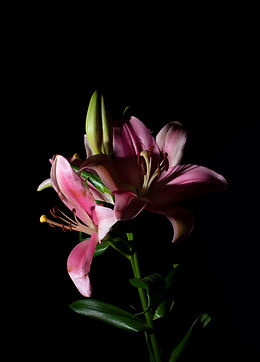 Lily Flowers