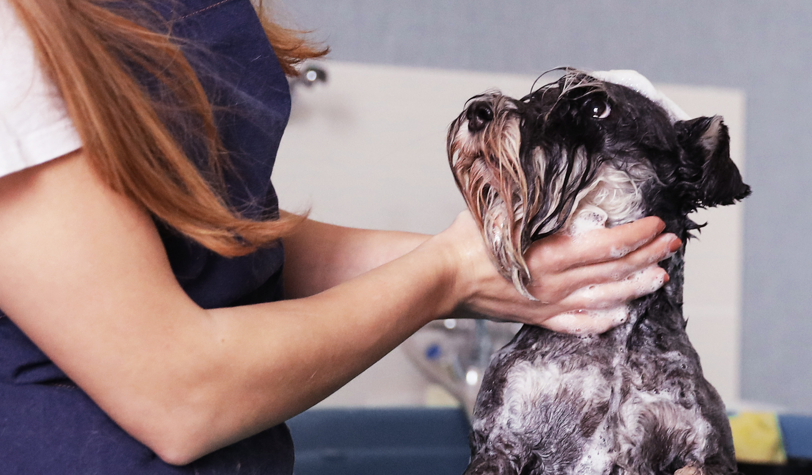Dog being washed