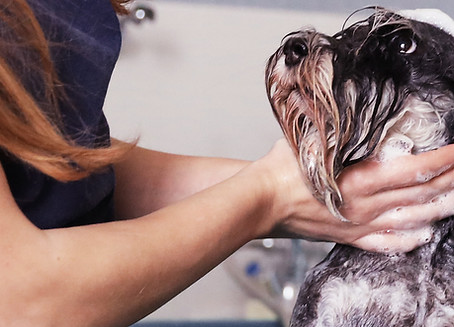 Dog Wash
