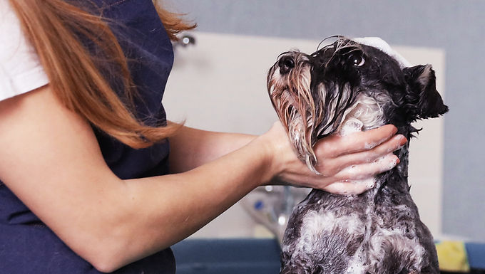 Dog Groomer